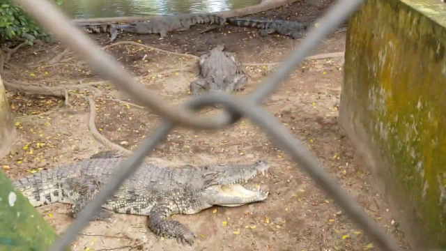 Blue Sky Crocodile Land Farm  in Long Xuy&ecirc;n, An Giang province, Vietnam 2022