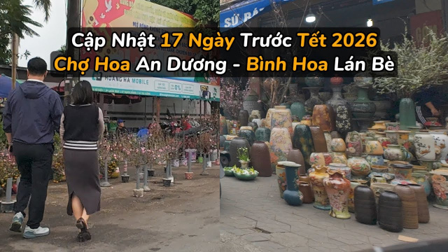 Cập nhật chợ hoa An Dương bình hoa Lán Bè | 17 ngày trước Tết 2026 Hải Phòng
