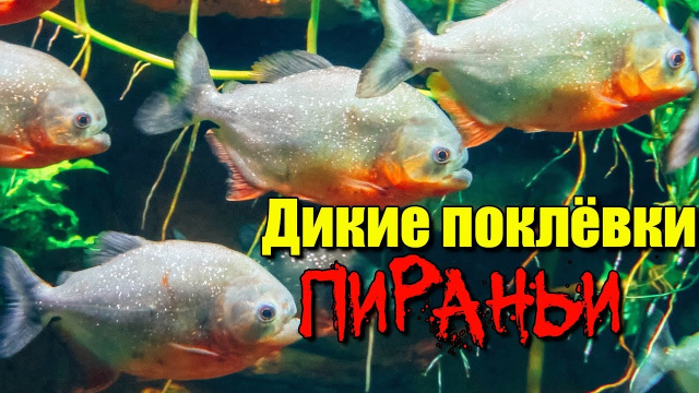 ПИРАНЬЯ ЧУТЬ НЕ СЛОМАЛА СПИННИНГ!!!! Рыбалка во Вьетнаме.