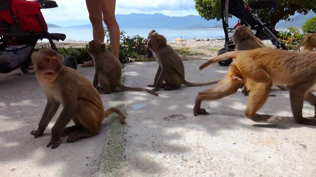 Северные острова мае. Остров обезьян 2017 (Monkey island Nha trang)