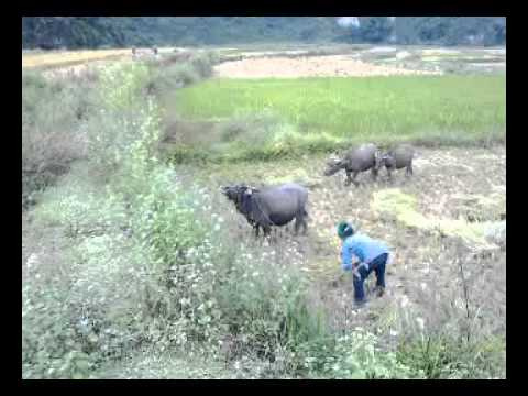 Trek a Cao Bang - Mystere d'Indochine - Minh Anh Voyage - www.trekvietnamtour.com