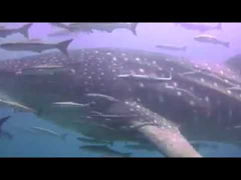 Вьетнам Нячанг 2017.Дайвинг в Нячанге.