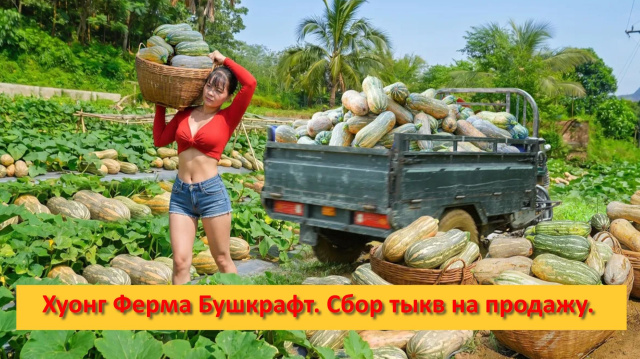 Хуонг Ферма Бушкрафт. Вьетнам. Сбор тыкв на продажу.
