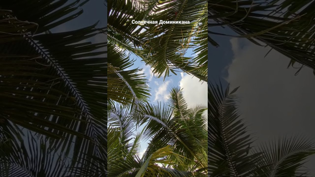 Солнечная Доминикана - Райский уголок. Лучшие пляжи для отдыха #tropicalbeach #shorts