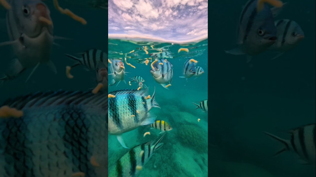 Hon Mun Snorkeling #nhatrang #nhatrangtravel #vietnam #honmun