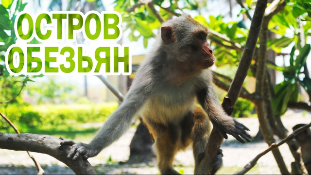 Остров обезьян - Вьетнам Нячанг, Monkey Island