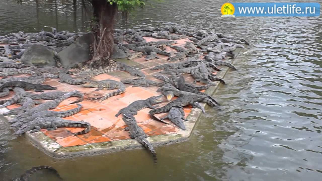 Водопад Янг Бей крокодиловая ферма