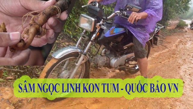 Vượt ẢI, TẬN MẮT thị s&aacute;t v&ugrave;ng trồng S&acirc;m Ngọc Linh Kon Tum - 1kg S&acirc;m/240tr