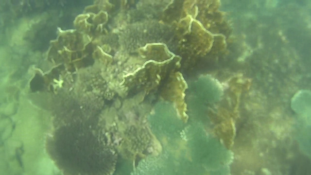 Вьетнам, Нячанг, подводная съемка, снорклинг