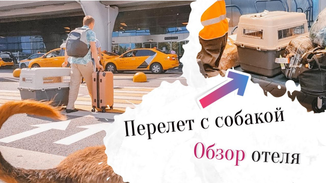 Вьетнам 2019, Нячанг. Собака в самолете. Нам не дали визу!