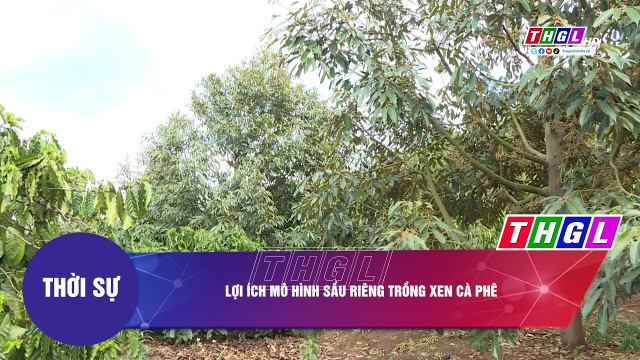 Lợi &iacute;ch m&ocirc; h&igrave;nh sầu ri&ecirc;ng trồng xen c&agrave; ph&ecirc;
