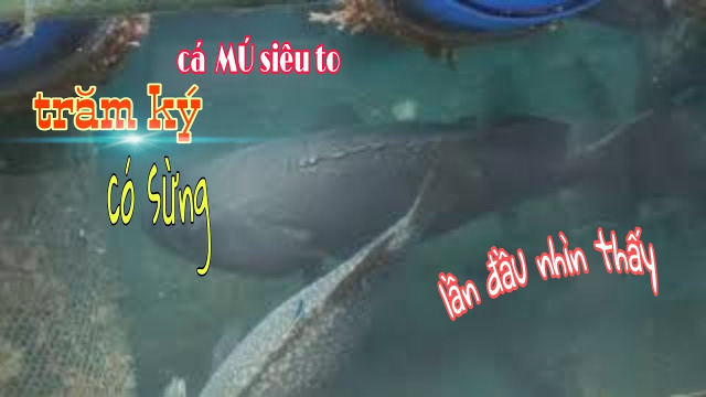 Tận mắt thấy C&aacute; M&uacute; khủng tại miền Trung - Vn.