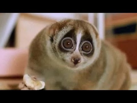 334 Вьетнам Янг Бей эко парк БОЙЦОВЫЕ ПЕТУХИ МИЛАШКА ЛЕМУР Yang Bay Park FIGHTERS OF COWS MAD LEMUR