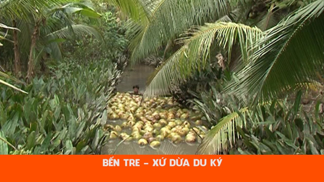 BẾN TRE - XỨ DỪA DU K&Yacute;  | Qu&ecirc; Việt #bentre #xudua #k&yacute;sự #duky #khampha #dulich #giaitri #mientay