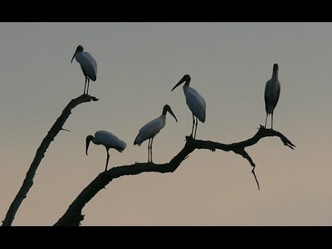 Th&agrave;nh phố phan rang th&aacute;p ch&agrave;m "C&aacute;i c&ograve; lặn lội bờ s&ocirc;ng,"