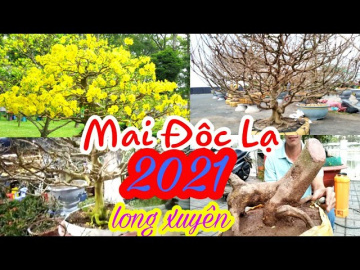 Chợ long xuy&ecirc;n 2021 to&agrave;n những Gốc mai khủng c&oacute; gi&aacute; trị  h&agrave;ng 10....triệu ở tp long xuy&ecirc;n an giang