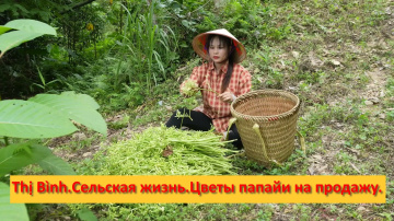 Thị B&igrave;nh. Вьетнам. Сельская жизнь. Цветы папайи на продажу.