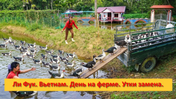 Ли Фук. Вьетнам. День на ферме. Утки замена.