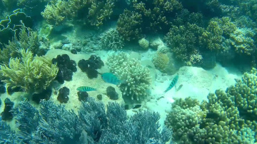 Снорклинг. Нячанг. Южные острова. о.Хон Мун. Snorkeling. Nha Trang. Southern islands. Hon Mun Island