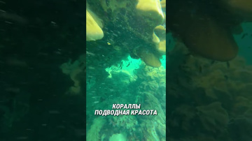 Подводный Нячанг: кораллы и рыбки! Снорклинг 🐠🤿
