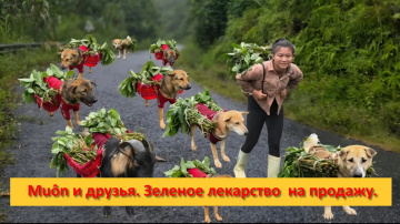 Mu&ocirc;n и друзья из Вьетнама. Зеленое лекарство  на продажу.