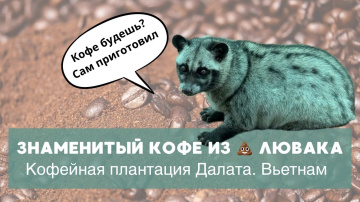 Вьетнамский кофе из помета лювака. Кофейная плантация Далата #далат #вьетнам #кофе