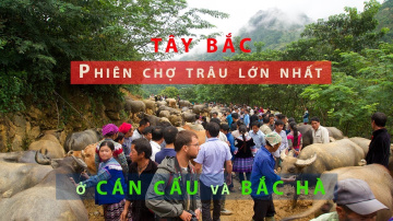 PHI&Ecirc;N CHỢ TR&Acirc;U B&Ograve; LỚN NHẤT Ở T&Acirc;Y BẮC: CHỢ C&Aacute;N CẤU V&Agrave; CHỢ BẮC H&Agrave; | ZaiTri | Clip 4K du lịch L&agrave;o Cai