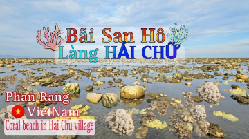 🇻🇳 Độc Đ&aacute;o B&atilde;i San H&ocirc; L&agrave;ng Hải Chữ | Phan Rang Th&aacute;p Ch&agrave;m |  Coral beach in Hai Chu village| VietNam