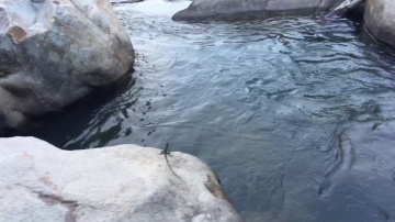 Летать и прыгать! Фауна Вьетнама. Водопад Бахо. Baho Waterfall